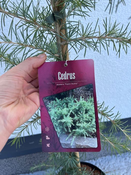 Кедр гімалайський Feelin Sunny (Філін Санні)