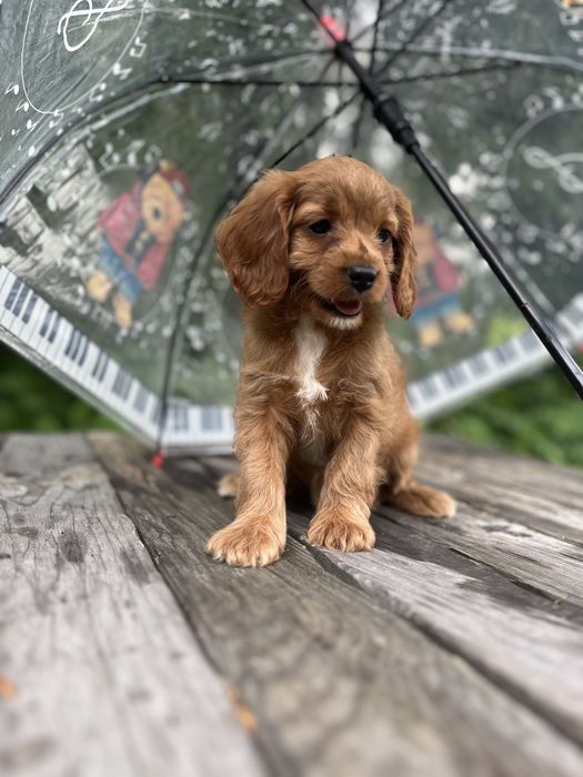 Кавапу (Cavapoo) дівчинка