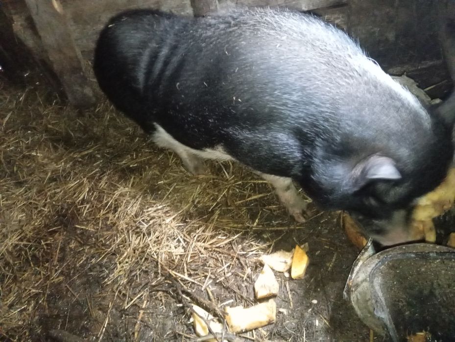 В'єтнамський кнур. Кабан молодий