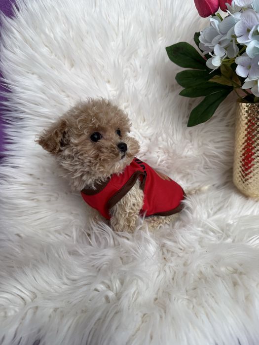 Цуценятка мальтипу ф1