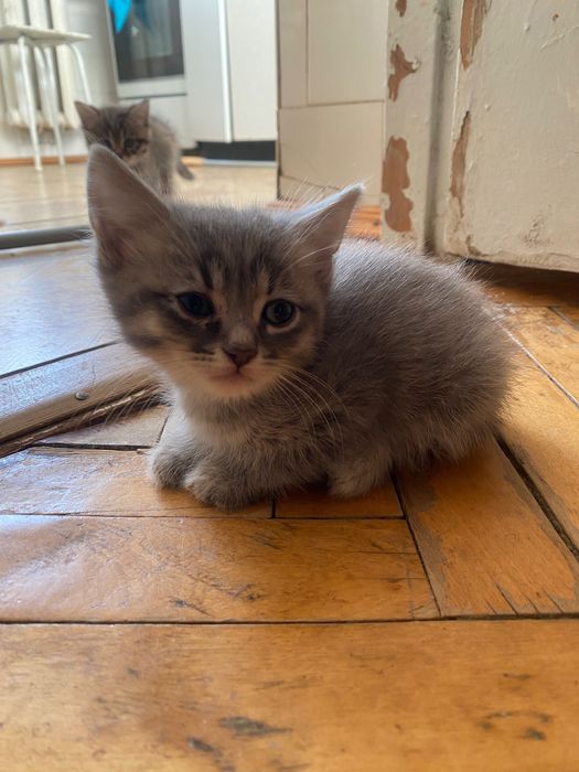 Кошенятка шукають будиночок де їх любитимуть…