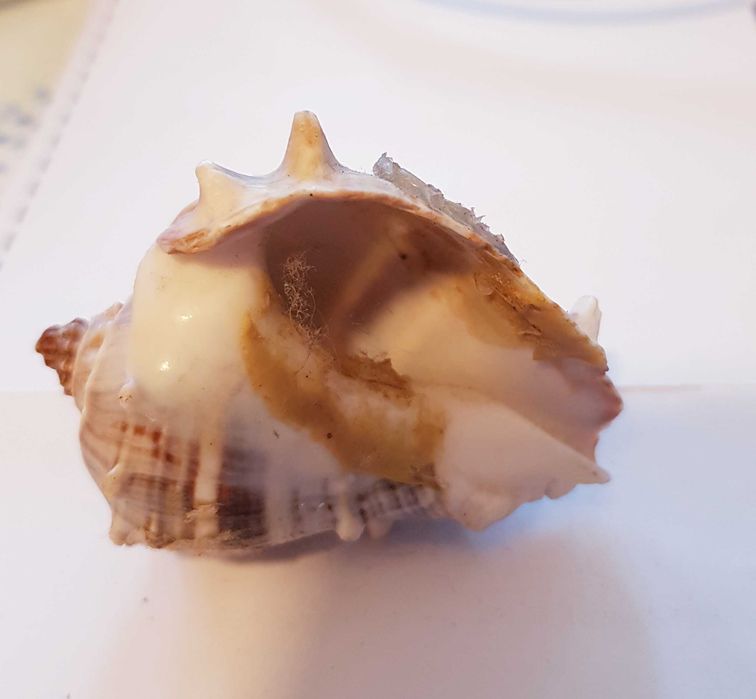 Muszla Morska  Melongena 5 x 4 cm