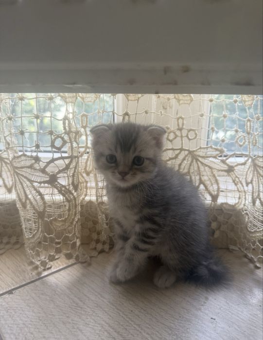 Продаються кошинята