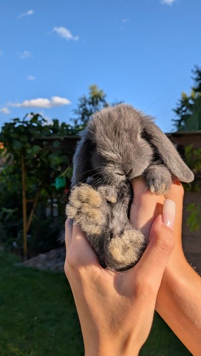 Mini Lop - Karzełek baranek