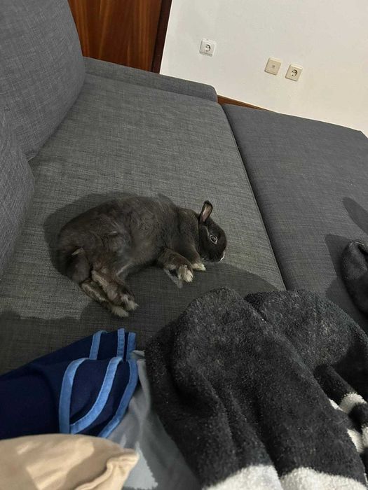 Coelho para Adoção