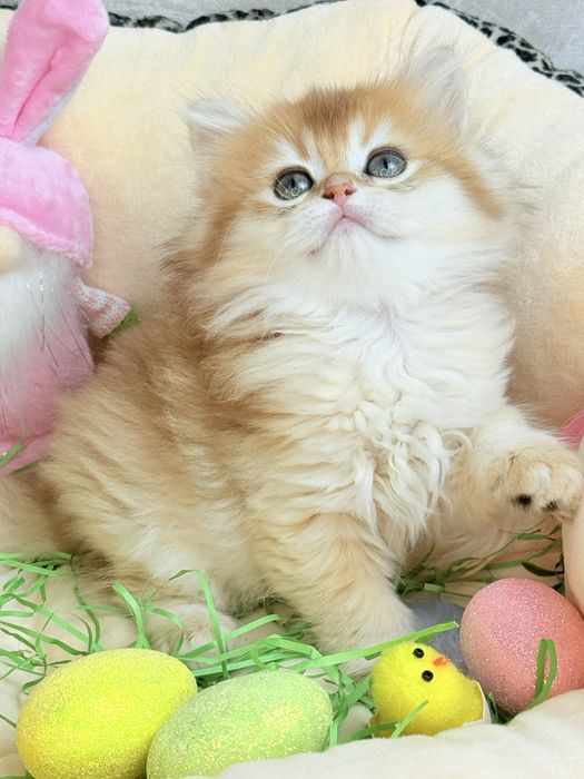 Золота шиншила 2 місяці