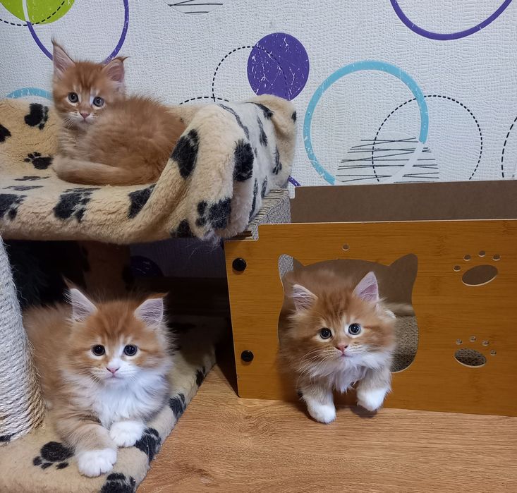 Бронируем мейнкунчики с документами ,привиты,окрасы разные,возраст тож