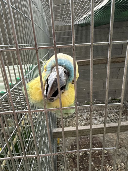 Amazona Aestiva Xanthoperyx Macho reprofutor 09