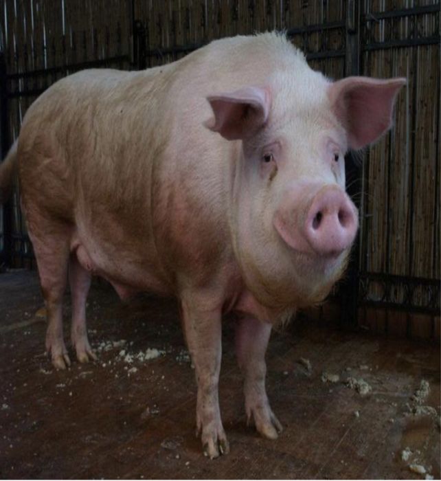 ТЕРМІНОВО Продається робочий  кнур ландрас , жива вага