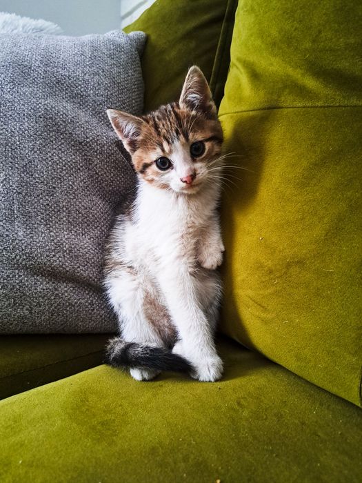 Oddam kotki za darmo