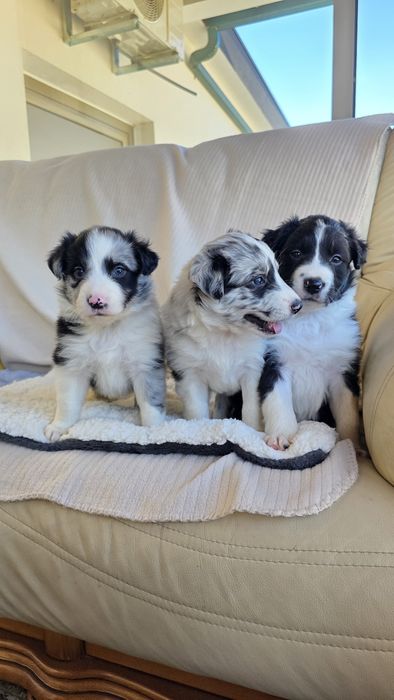 Border Collie Preto e Branco Macho