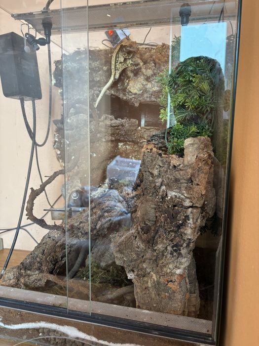 Terrarium z gekonem