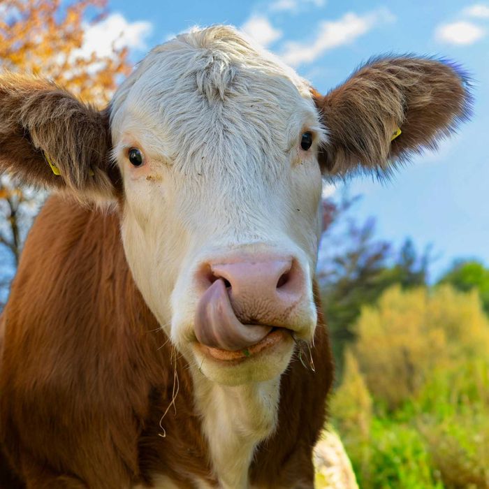 Folia na baloty sianokiszonkę DUŻA 750/1500 m WYSYŁKA GRATIS