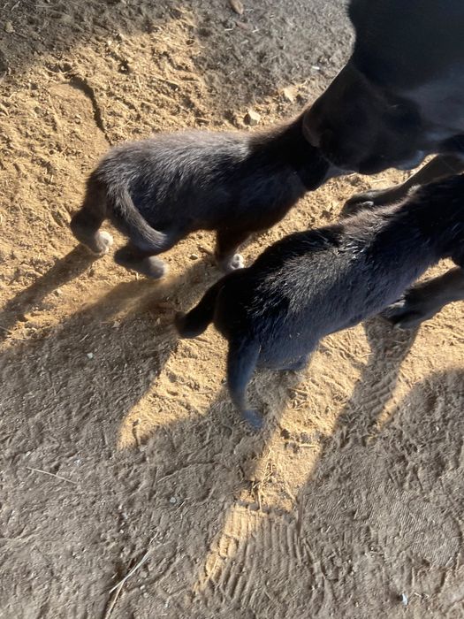 Doação de cães labradores pretos