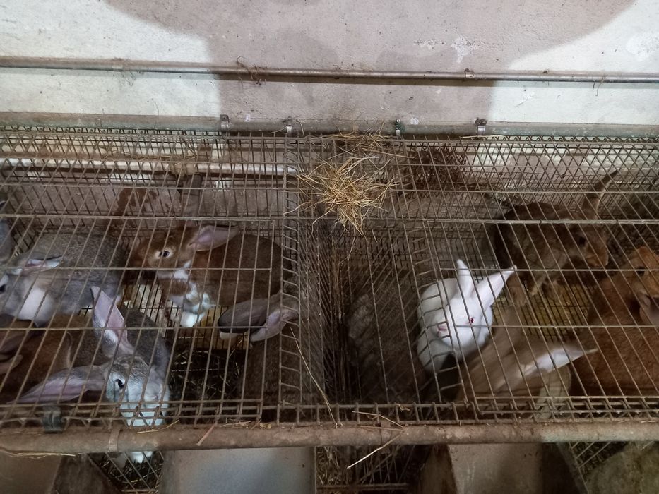 Coelhos para consumo