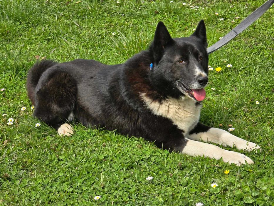 Kito - Karelski pies na niedźwiedzie