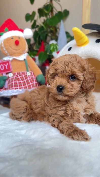 Пудель дівчинка і хлопчики