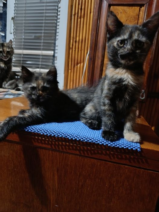 Котята у хороші ручки