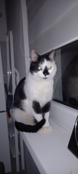 Pilnie szukamy domu dla kotka