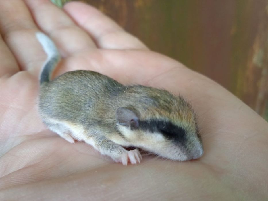 Монета Соня Садова, 5Є,  СРІБЛО, ЛЮКСЕМБУРГ
