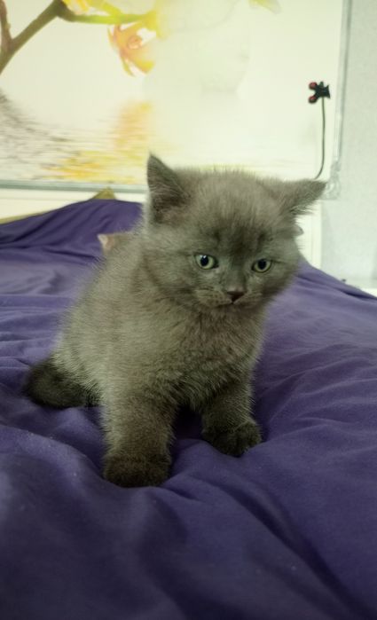 Кошеня шотландська вісловуха. Окрас блакитний.