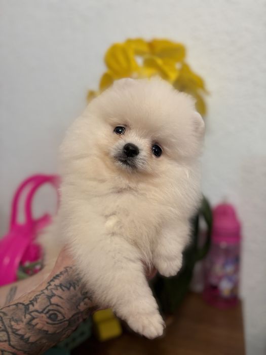 шикарний Ведмедик шоу класу
