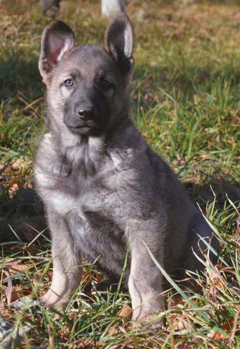 Питомник"DOLINA GREZ" предлагает щенков восточно-европейской овчарки