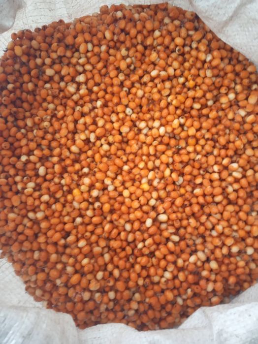 Обліпиха - в наявності - 200кг