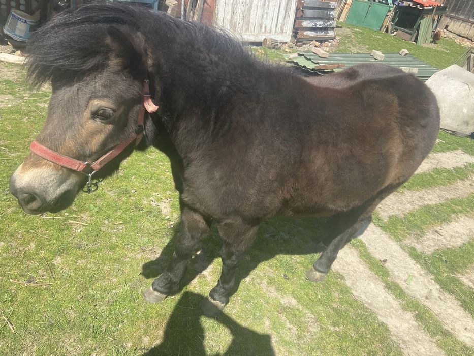 Kucyk karogniady