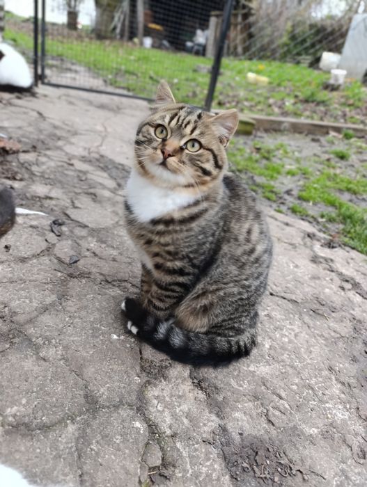 Кошенята в добрі руки