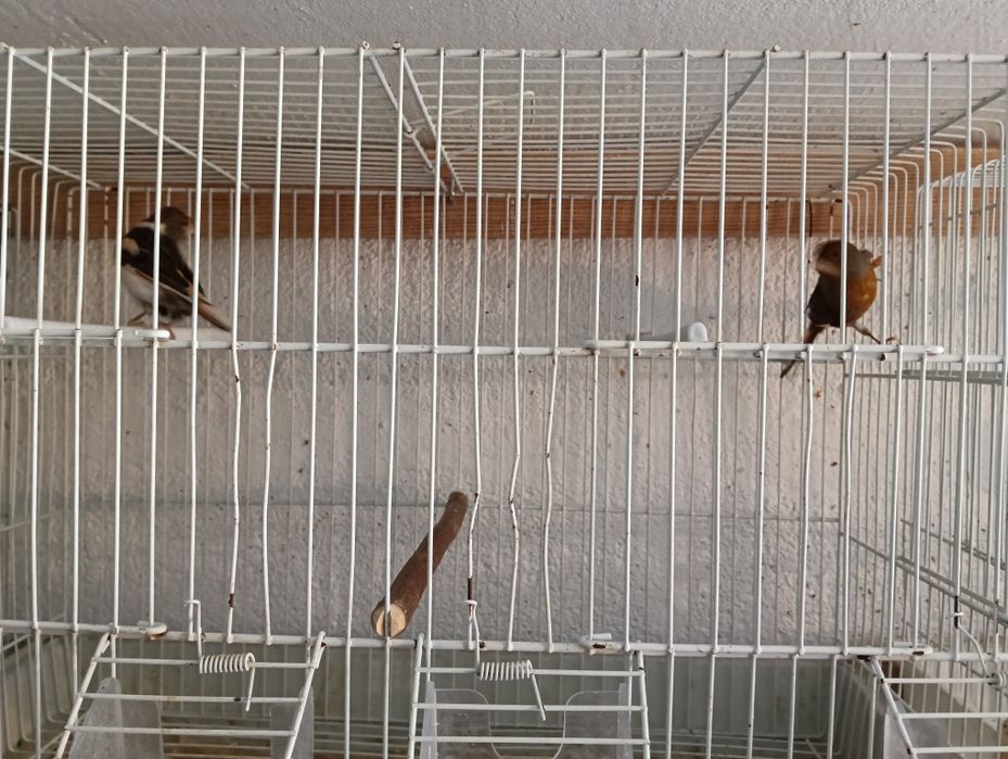 Canários 2024 fêmeas alecrins