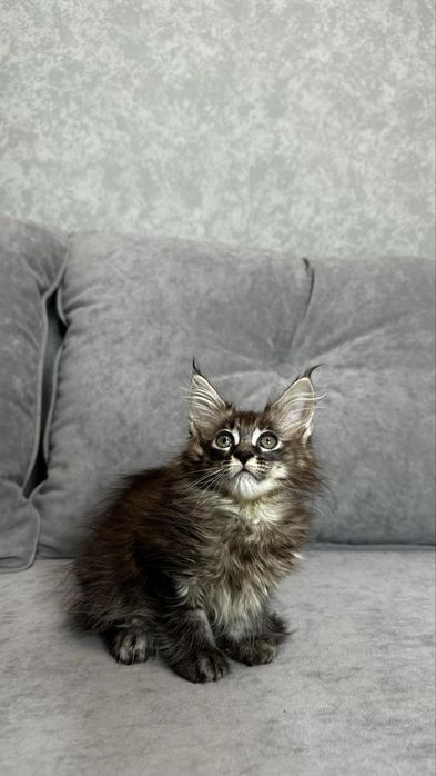 Дівчинка мейнкун чорний мармур на сріблі