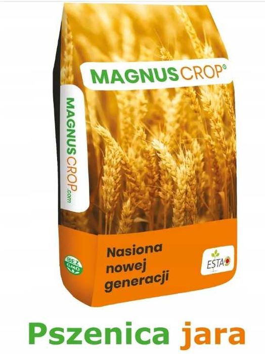 Pszenica jara TYBALT - nasiona - kwalifikat C1