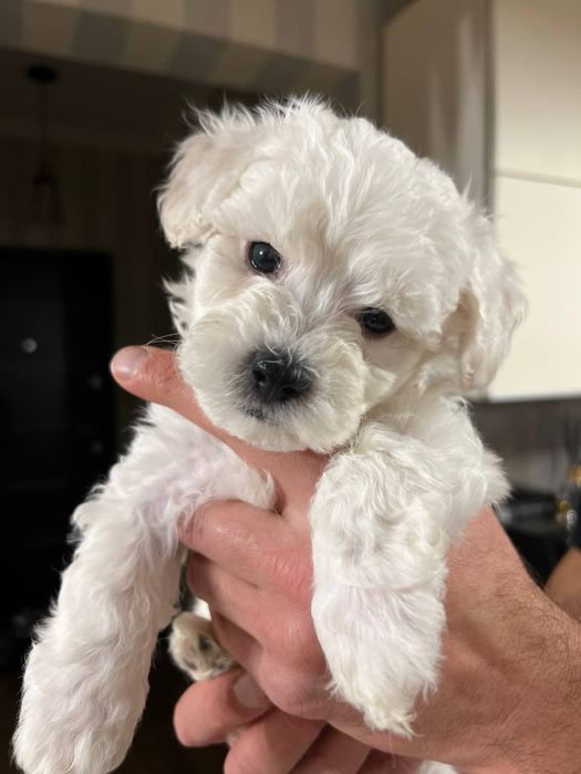 Мальтипу, білі ведмежата , 2 хлопчика