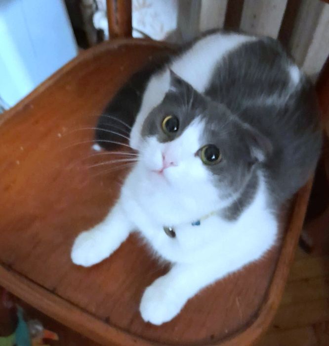 Вислоухая стерилизованная котёнок подросток девочка ищет дом! Котята