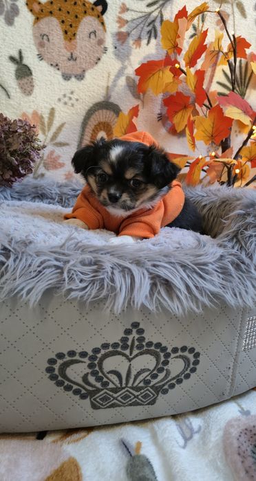 Przesłodki chłopczyk chihuahua długowłosy