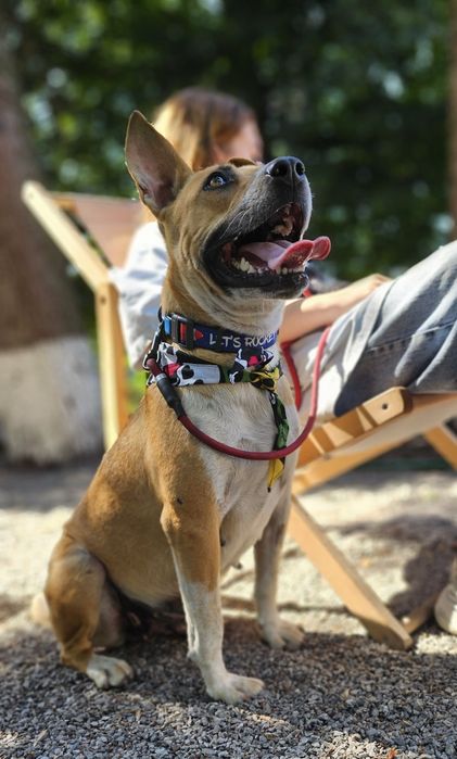 Собачка в добрі ручки!