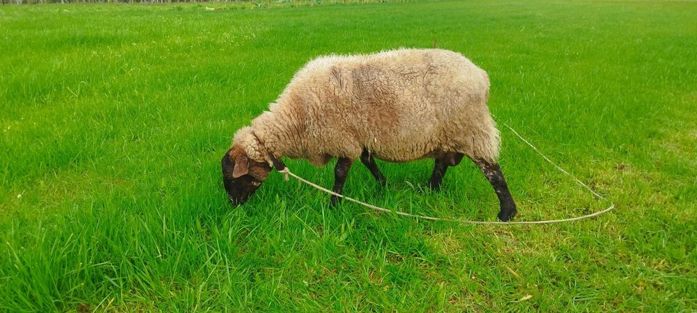 Ovelha sulfok com 2 anhos