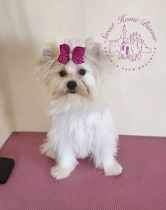 York, Golddust Yorkshire Terrier