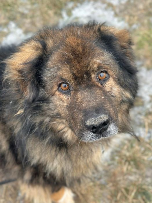 Piękny, spokojny Teddy szuka kochającego domu