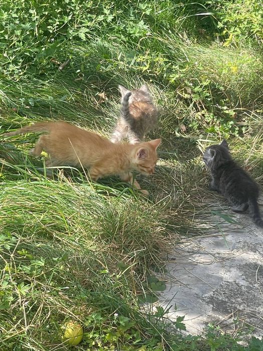 Бесплатно Отдам маленьких котиков в хорошие руки