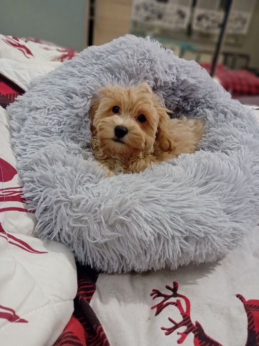 Maltipoo, maltańczyk, pudelek toy ,piesek rezerwacja k