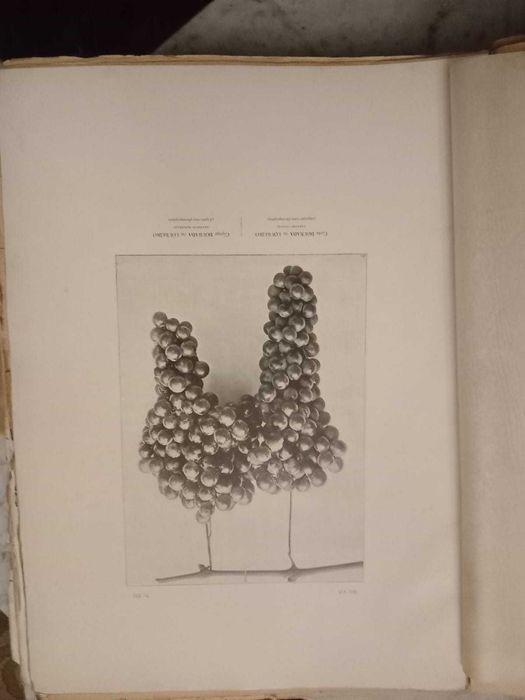 Portugal Vinicole 1900, Cincinatto Da Costa, Exemplar numerado
