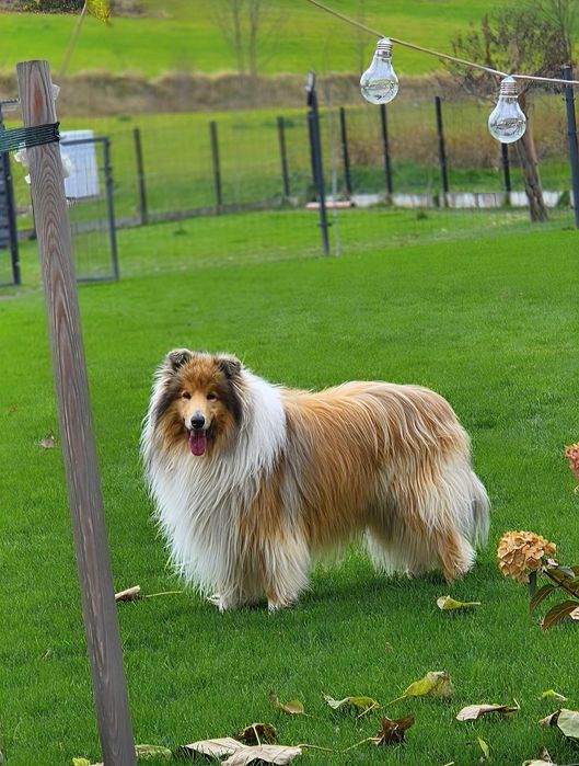 -Reproduktor/ krycie - Owczarek Szkocki Collie