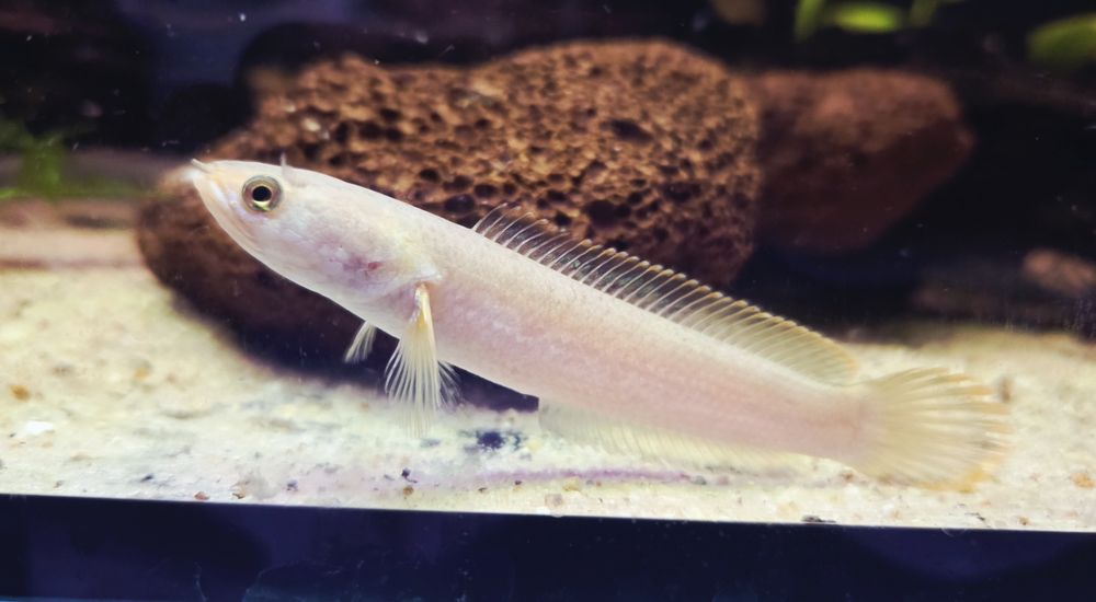 Channa limbata (Wężogłów)