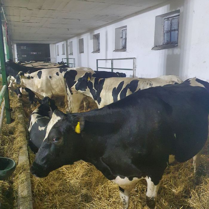 Jałówki hf jałowica cielne