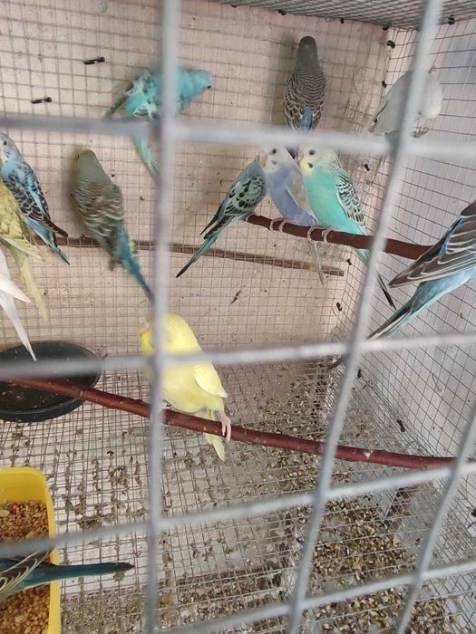 Periquitos australianos