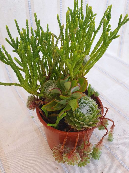 Planta - Sempervivum & Kalanchoe & Crassula