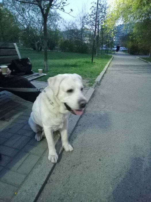 Ищем девочку для порядочного мальчика