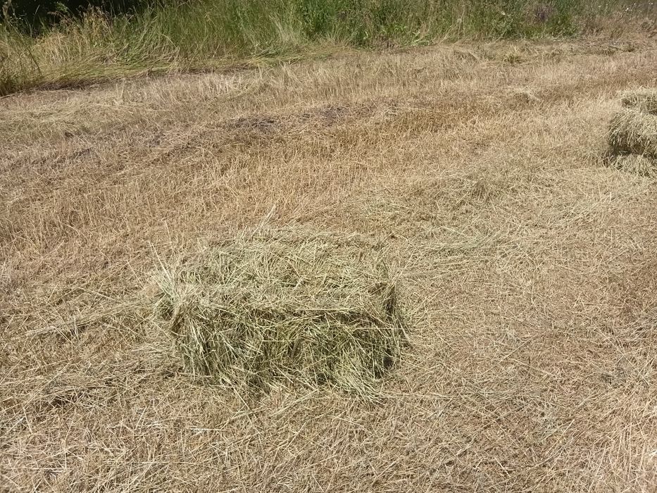 Продам сіно лугове люцерна